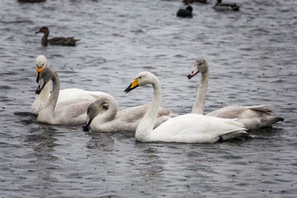 Listen to BBC Radio 3 at WWT Martin Mere